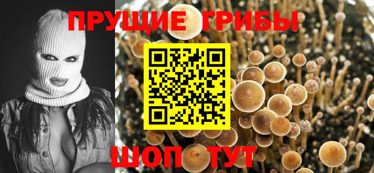 Вятские Поляны  Галлюциногенные грибы Magic Shrooms  Вход с VPN 